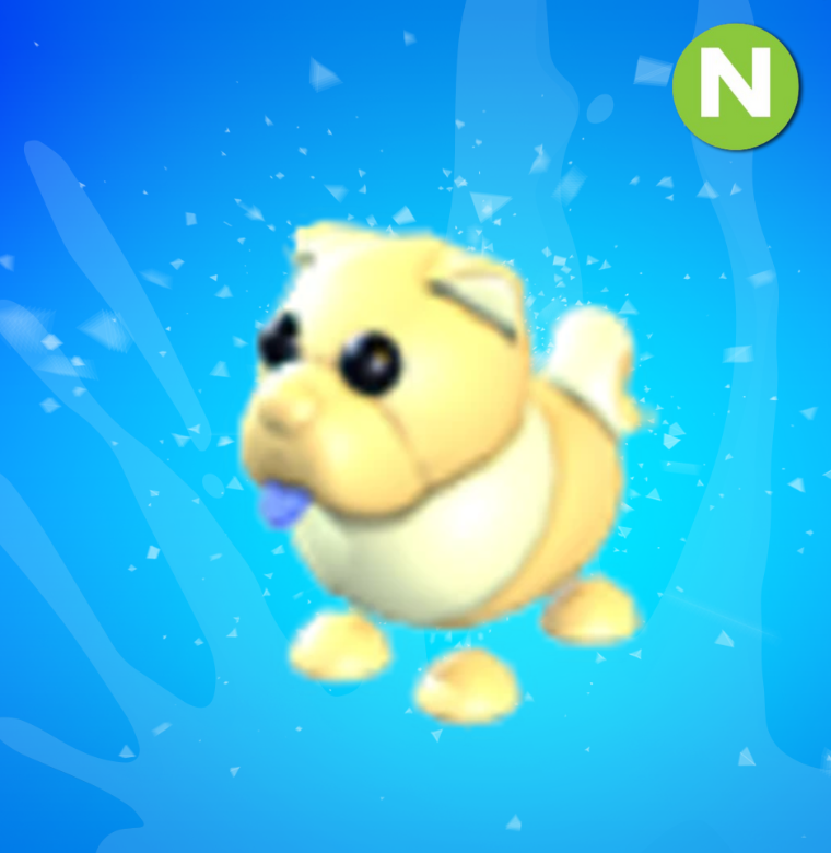 Neon Golden Chow Chow