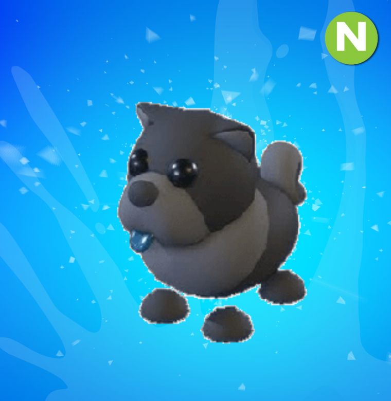 Neon Black Chow-Chow
