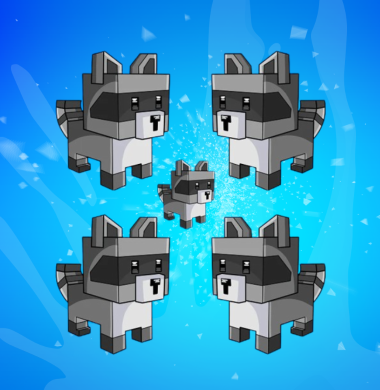 5x Raccoon Bundle